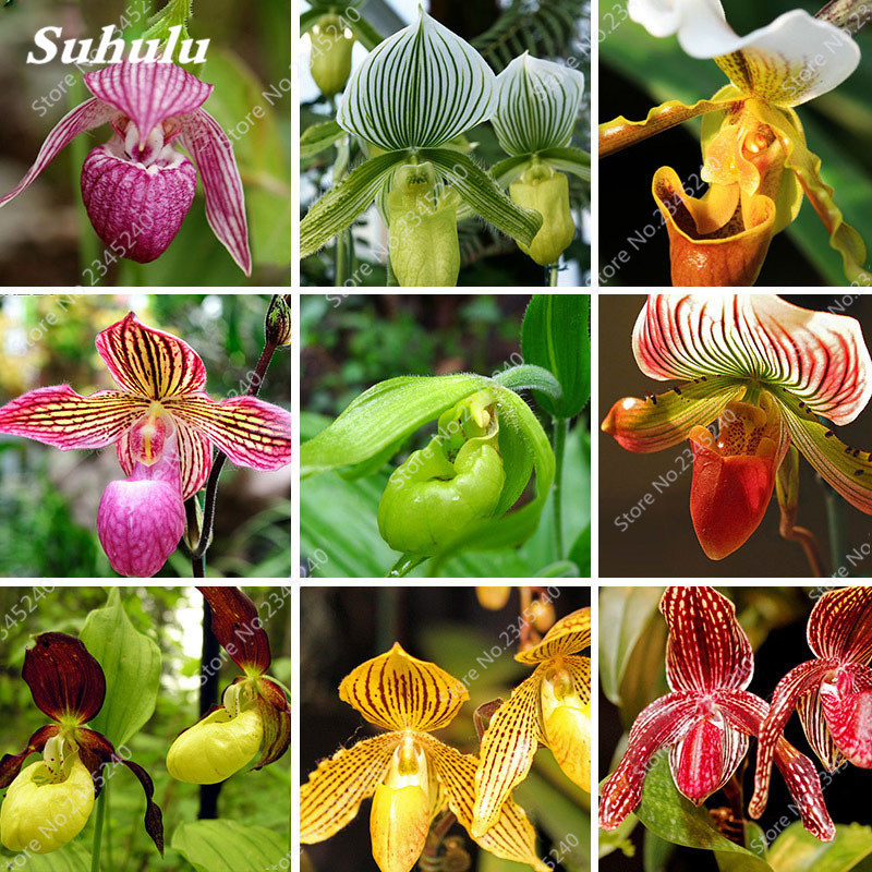 500 Pcs Mix Australian-Style Cypripedium Orchid bonsai plant seeds Rare Shape Monkey Face Orchid Flower Potted Bonsai Home Garden Courtyard
500 Pcs Mix Australian-Style Cypripedium Orchid bonsai plant seeds Rare Shape Monkey Face Orchid Flower Potted Bonsai Home Garden Courtyard