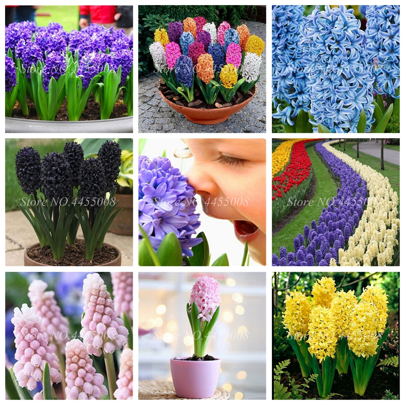 300 Pcs Seeds Mixed Hyacinth Flower Office Desk Bonsai Foliage Hyacinthus Orientalis Flowers Plant For Home Garden, Absorb Radiation
300 Pcs Seeds Mixed Hyacinth Flower Office Desk Bonsai Foliage Hyacinthus Orientalis Flowers Plant For Home Garden, Absorb Radiation