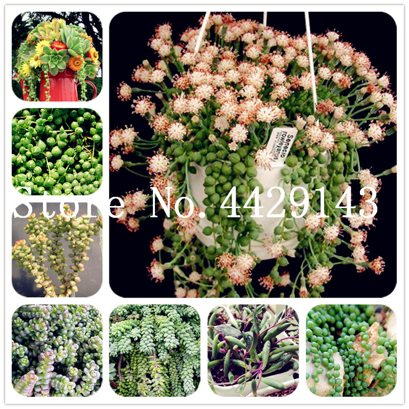 500pcs Green Pearl Chlorophytum plants spring grass Potted bonsai plant seeds Succulent plant Anti Radiation Particles office desktop flower
500pcs Green Pearl Chlorophytum plants spring grass Potted bonsai plant seeds Succulent plant Anti Radiation Particles office desktop flower