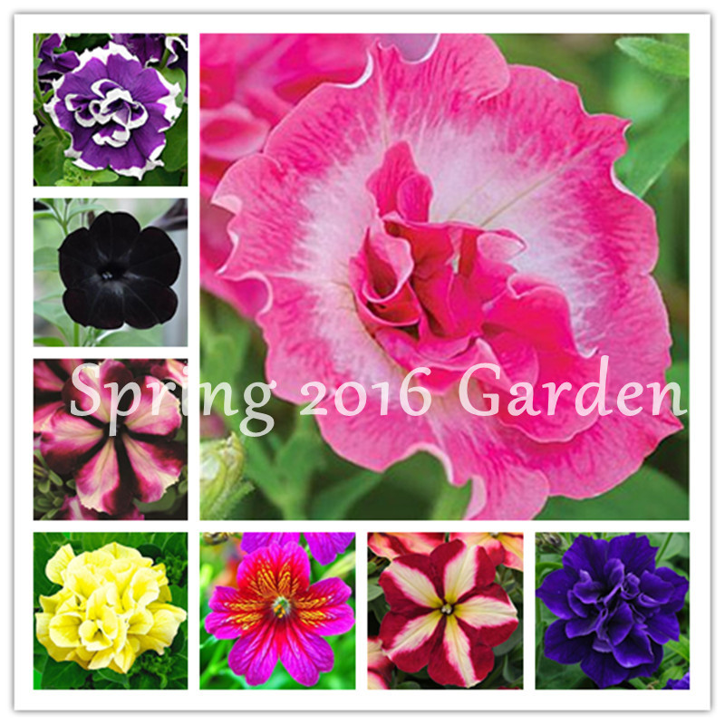 300 Pcs/bag Bonsai Petunia Flower seeds Morning Glory Plant Very Easy Grow Rare Petunia Flowers Bonsai Plant for Home Garden Decoration
300 Pcs/bag Bonsai Petunia Flower seeds Morning Glory Plant Very Easy Grow Rare Petunia Flowers Bonsai Plant for Home Garden Decoration