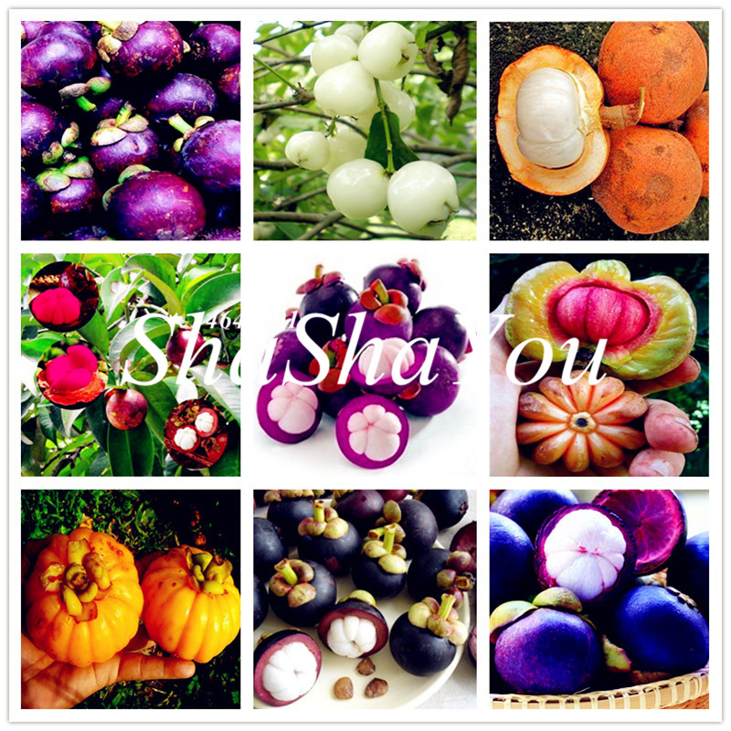 Family Clusiaceae Garcinia Mangostana Bonsai Evergreen Tree Purple Mangosteen Fruit Bonsai Rate 95% Garden Plant 100 Pcs Seeds Potted
Family Clusiaceae Garcinia Mangostana Bonsai Evergreen Tree Purple Mangosteen Fruit Bonsai Rate 95% Garden Plant 100 Pcs Seeds Potted