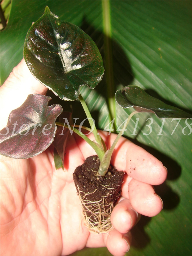 2020 New Garden Alocasia Macrorrhiza Plants Of Flowers Bonsai plant seeds Giant Elephant Ear Taro Dishlia Flower Garden Plants 100Pcs / Pack
2020 New Garden Alocasia Macrorrhiza Plants Of Flowers Bonsai plant seeds Giant Elephant Ear Taro Dishlia Flower Garden Plants 100Pcs / Pack