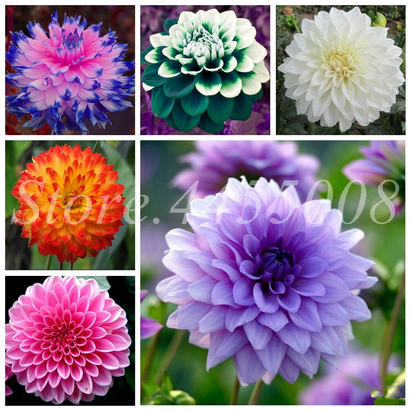 500Pcs Seeds Bonsai Dahlia Chinese Rare Flower Beautiful Perennial Indoor Or Outdoor Flowers Plant For Home Garden Plants Easy to Grow
500Pcs Seeds Bonsai Dahlia Chinese Rare Flower Beautiful Perennial Indoor Or Outdoor Flowers Plant For Home Garden Plants Easy to Grow