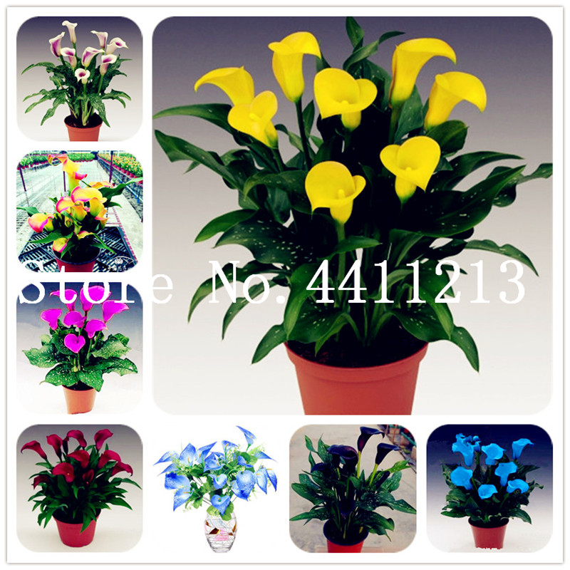 200 Pcs Calla Lily Bonsai plant seeds,Rare Plants Flowers,Room Flowers Rhizome Zantedeschia Aethiopica, Bonsai Houseplants Home Garden Palnt
200 Pcs Calla Lily Bonsai plant seeds,Rare Plants Flowers,Room Flowers Rhizome Zantedeschia Aethiopica, Bonsai Houseplants Home Garden Palnt