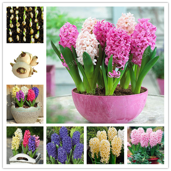 100 Pcs Hyacinth Bonsai Perennial Hyacinth potted plant Indoor Plant Easy Grow In Pots Bonsai plant flower for home garden
100 Pcs Hyacinth Bonsai Perennial Hyacinth potted plant Indoor Plant Easy Grow In Pots Bonsai plant flower for home garden