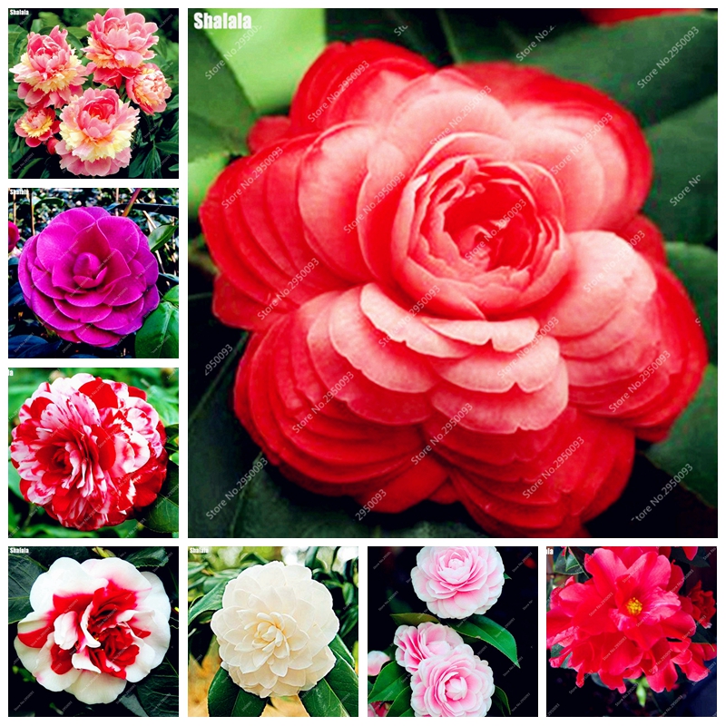 20 pcs Bonsai Camellia DIY Potted Plants Flower Perennial Indoor & Outdoor Pot Flore Plant For Home Garden Decor Easy to Grow
20 pcs Bonsai Camellia DIY Potted Plants Flower Perennial Indoor & Outdoor Pot Flore Plant For Home Garden Decor Easy to Grow