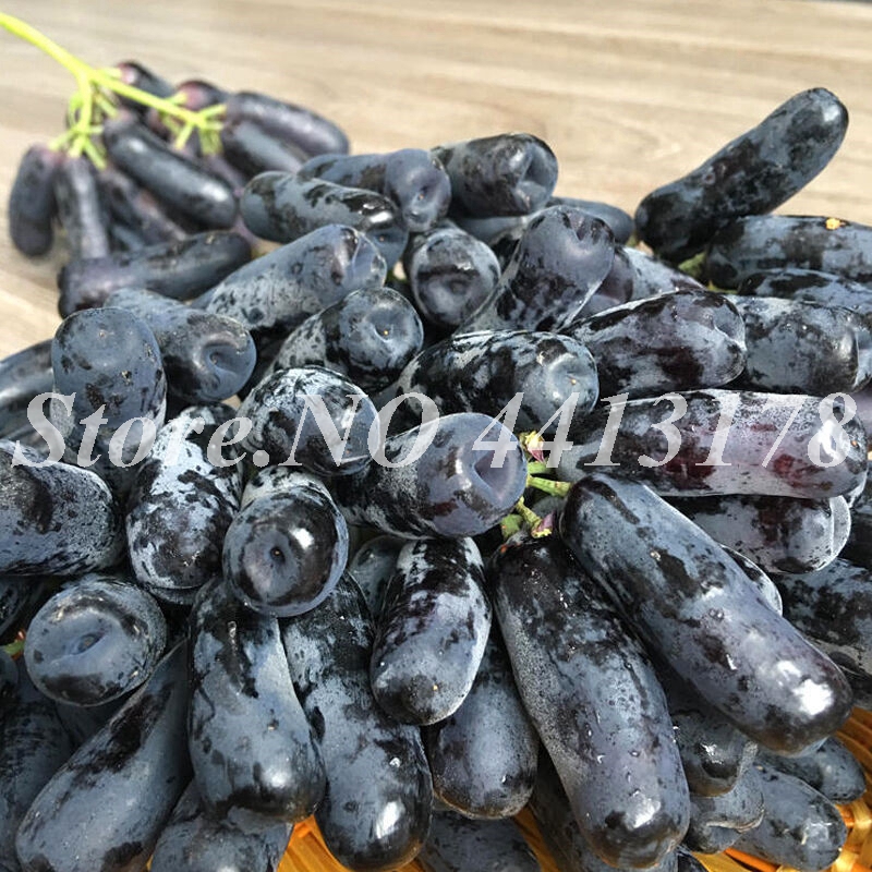 100 pcs/ bag Seeds Dwarf Black Grapes Japanese Heirloom Juicy Succulent Perennial Climbing Fruit Plant for Flower Pot Planters Bonsai
100 pcs/ bag Seeds Dwarf Black Grapes Japanese Heirloom Juicy Succulent Perennial Climbing Fruit Plant for Flower Pot Planters Bonsai