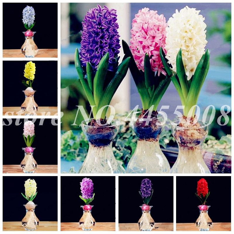 Bonsai 500 Pcs Seeds Bloom Hyacinthus Flower Plants Bonsai Mixing Charming Hyacinth Potted Balcony Flore Planta For Home Garden Flower Decor
Bonsai 500 Pcs Seeds Bloom Hyacinthus Flower Plants Bonsai Mixing Charming Hyacinth Potted Balcony Flore Planta For Home Garden Flower Decor