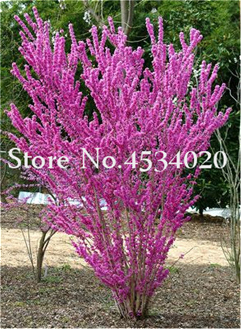 100 Pcs Bauhinia plant seeds Cercis Chinensis Bonsai Flower plant Chinese Redbud Tree Bonsai Nature Potted Plants For Home Garden
100 Pcs Bauhinia plant seeds Cercis Chinensis Bonsai Flower plant Chinese Redbud Tree Bonsai Nature Potted Plants For Home Garden