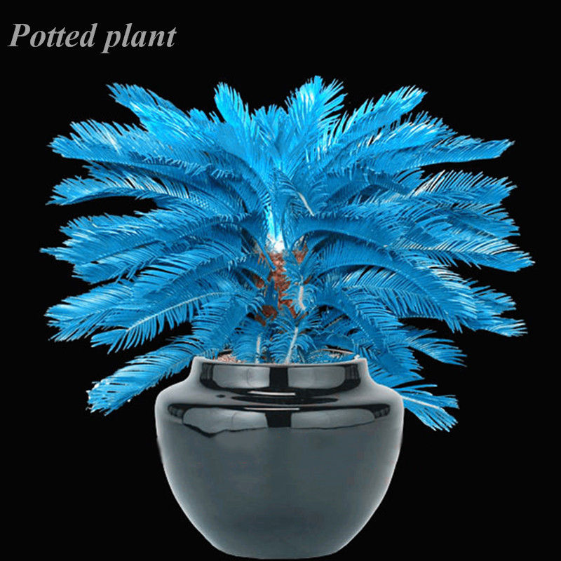Best-Selling! 20 Pcs India Blue Cycas Bonsai plant seeds Mini Sago Palm Tree Home Garden Household Flower Flower Pots Planters Fast Growing
Best-Selling! 20 Pcs India Blue Cycas Bonsai plant seeds Mini Sago Palm Tree Home Garden Household Flower Flower Pots Planters Fast Growing