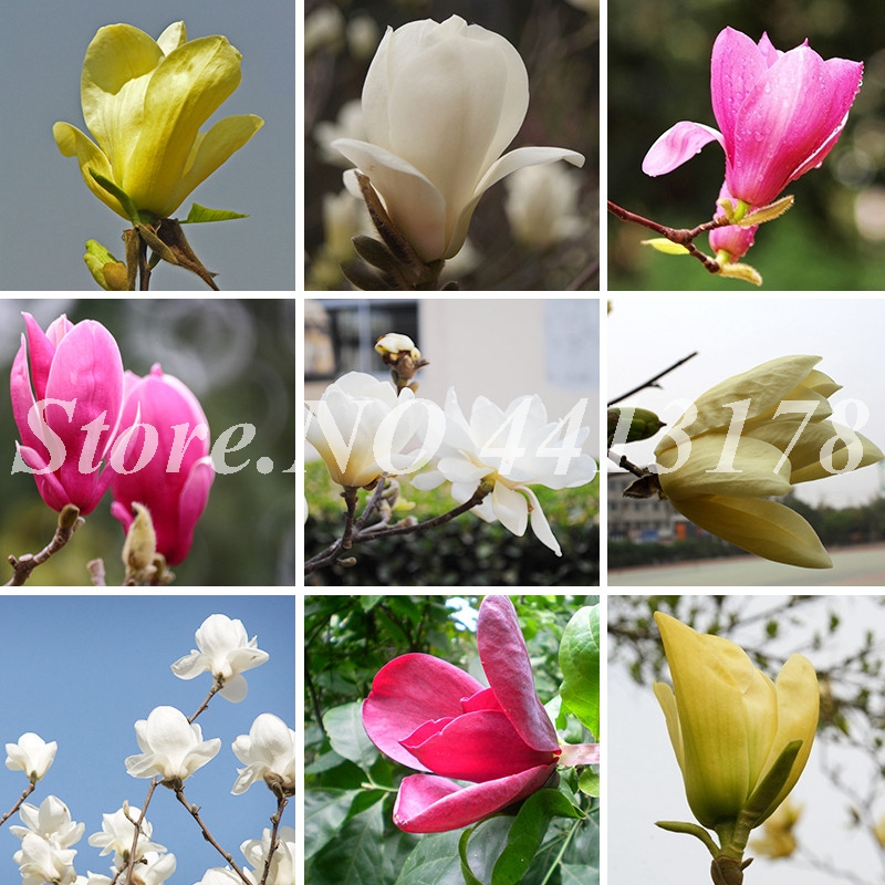 20Pcs/Bag Mixed Magnolia Subtropical Garden Flower Bonsai Plant seeds For Outdoor,Small,Medium And Large Size Diy Garden Plants easy to grow
20Pcs/Bag Mixed Magnolia Subtropical Garden Flower Bonsai Plant seeds For Outdoor,Small,Medium And Large Size Diy Garden Plants easy to grow