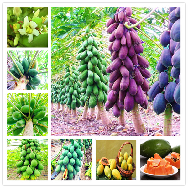 50 Pcs/Bag Papaya Bonsai seeds Organic Heirloom Vegetable Fruit plant Bonsai Tree Red heart papaya Edible Plant For Home Garden
50 Pcs/Bag Papaya Bonsai seeds Organic Heirloom Vegetable Fruit plant Bonsai Tree Red heart papaya Edible Plant For Home Garden