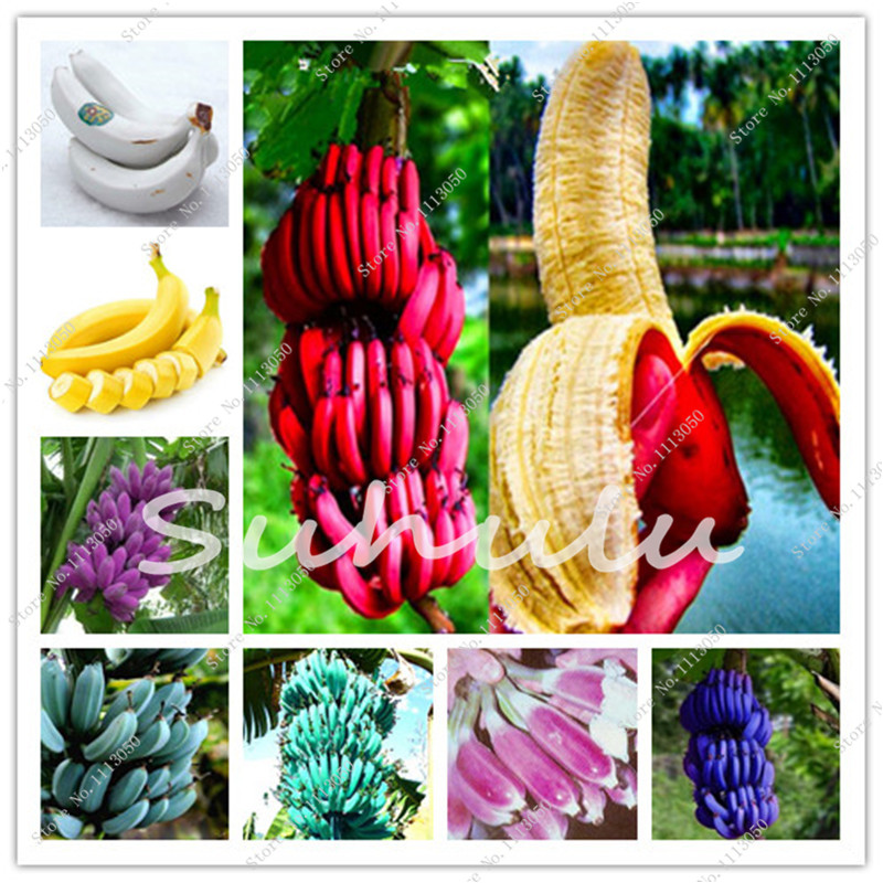 20 pcs/bag Banana tree bonsai Fruit plant Rare Small Mini Hainan Chinese Banana plant Musa Dwarf Basjoo Outdoor Garden plants
20 pcs/bag Banana tree bonsai Fruit plant Rare Small Mini Hainan Chinese Banana plant Musa Dwarf Basjoo Outdoor Garden plants