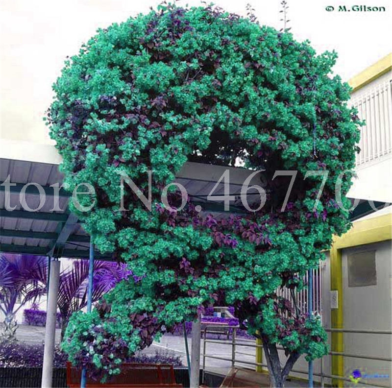 200 Pcs Seeds Bonsai Climbing Colorful Bougainvillea Spectabilis Willd Plant Outdoor Perennial Flower Garden Pot Plante Easy to Gr
200 Pcs Seeds Bonsai Climbing Colorful Bougainvillea Spectabilis Willd Plant Outdoor Perennial Flower Garden Pot Plante Easy to Gr