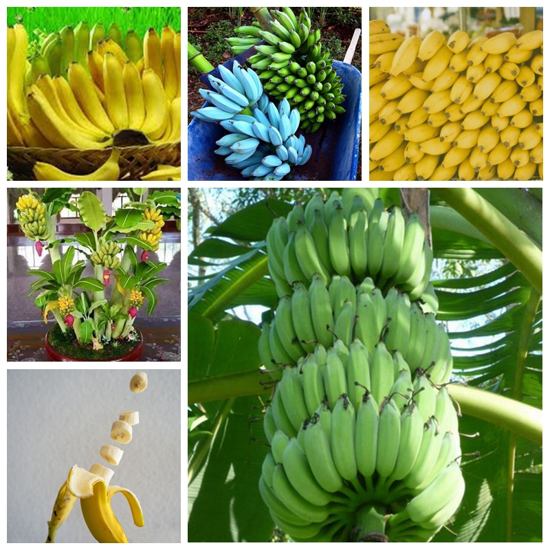 200 Pcs Dwarf Banana Seeds Bonsai Tree Tropical Fruit Outdoor Potted Balcony Garden Flower for Home Planting, Germination Rate of 95%
200 Pcs Dwarf Banana Seeds Bonsai Tree Tropical Fruit Outdoor Potted Balcony Garden Flower for Home Planting, Germination Rate of 95%