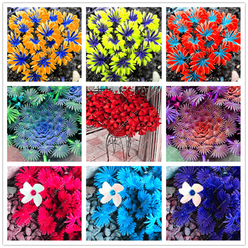 100 pcs Clover flower Bonsai Shamrock Flower Oxalis Medicago Trifolium Beautiful Lucky flower Home Garden Decoration plants
100 pcs Clover flower Bonsai Shamrock Flower Oxalis Medicago Trifolium Beautiful Lucky flower Home Garden Decoration plants