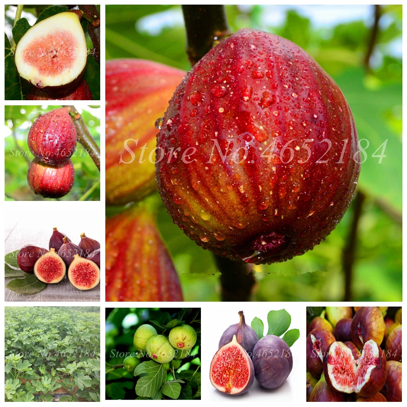 Sale Seeds 200 Pcs Rare Tropical Fig Plant Mini Fig Tree Bonsai Plant Outdoor Juicy Fruit for Home Garden Flower Pot Planti
Sale Seeds 200 Pcs Rare Tropical Fig Plant Mini Fig Tree Bonsai Plant Outdoor Juicy Fruit for Home Garden Flower Pot Planti
