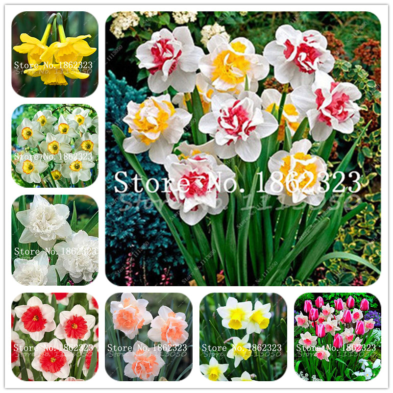 100 Pcs Narcissus Flower Bonsai, Daffodil Flower, Bonsai Plants Double Petals Absorption Radiation Potted DIY Home Garden Plant seeds
100 Pcs Narcissus Flower Bonsai, Daffodil Flower, Bonsai Plants Double Petals Absorption Radiation Potted DIY Home Garden Plant seeds