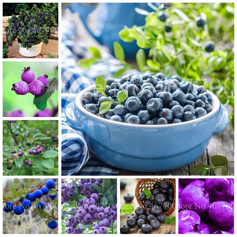 New 200 pcs Seeds Blueberry Bonsai Fruit Outdoor Tree Highbush Blueberries DIY Countyard Plants for Home & Garden Pot Easy to Grow
New 200 pcs Seeds Blueberry Bonsai Fruit Outdoor Tree Highbush Blueberries DIY Countyard Plants for Home & Garden Pot Easy to Grow