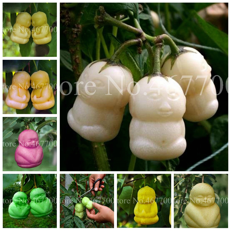 100 Pcs Seeds Bonsai Ginseng Fruit Rare Perennial Flowers Pot Like Child Garden Jardinagem Potted Tropicais Fruita Plant for Flower Pot
100 Pcs Seeds Bonsai Ginseng Fruit Rare Perennial Flowers Pot Like Child Garden Jardinagem Potted Tropicais Fruita Plant for Flower Pot
