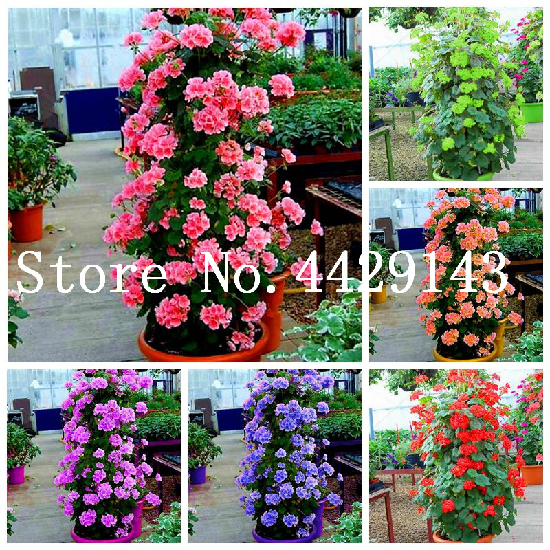 200 Pcs Seeds Climbing Geranium Bonsai Potted Balcony Planting Seasons Pelargonium Potted Flower bonsai For Indoor Bonsai Mixed Color
200 Pcs Seeds Climbing Geranium Bonsai Potted Balcony Planting Seasons Pelargonium Potted Flower bonsai For Indoor Bonsai Mixed Color