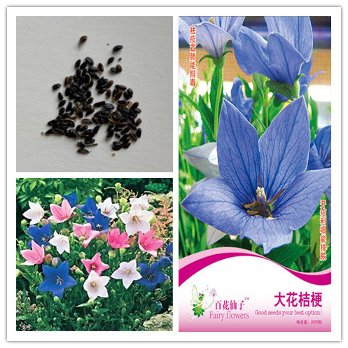 1pack Original package Wedding Decor Platycodon Lisianthus bonsai Grandiflorum Herb flores para jardim Jardinagem Em Casa bonsai planta
1pack Original package Wedding Decor Platycodon Lisianthus bonsai Grandiflorum Herb flores para jardim Jardinagem Em Casa bonsai planta