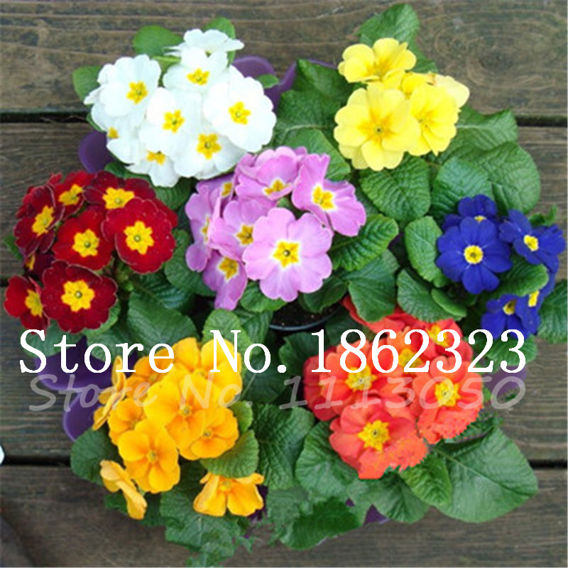 New Arrival! 100 Pcs China Rare Perennial Flower Bonsai Primrose, 100% true Europe primrose flowers Bonsai Primula Malacoides seeds
New Arrival! 100 Pcs China Rare Perennial Flower Bonsai Primrose, 100% true Europe primrose flowers Bonsai Primula Malacoides seeds
