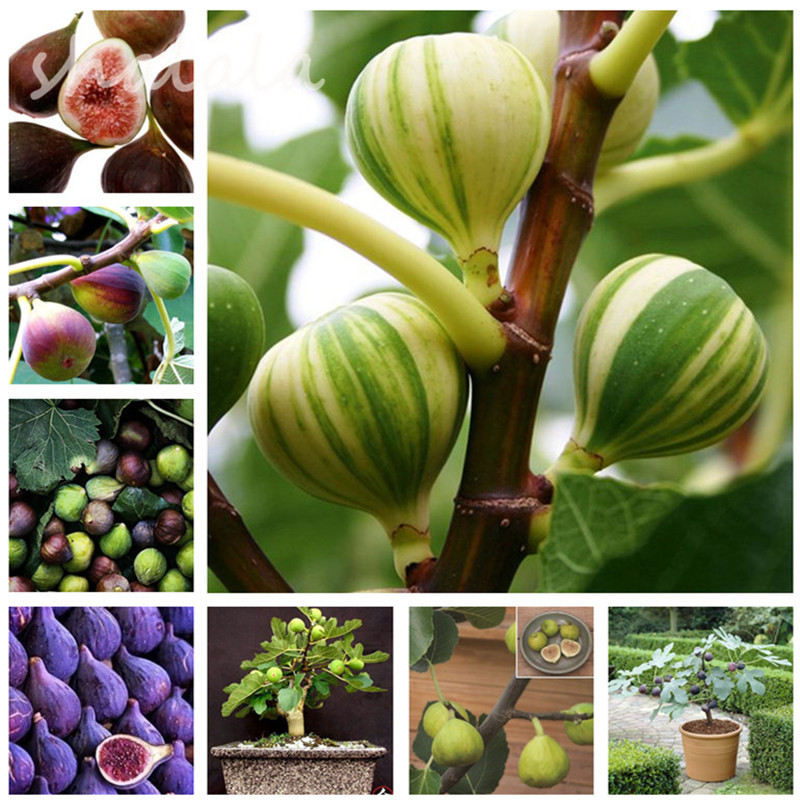 Hot Sale Seeds 100 Pcs Rare Tropical Fig Plant Mini Fig Tree Bonsai Plant Outdoor Rare Fruit for Home Planting Germination
Hot Sale Seeds 100 Pcs Rare Tropical Fig Plant Mini Fig Tree Bonsai Plant Outdoor Rare Fruit for Home Planting Germination