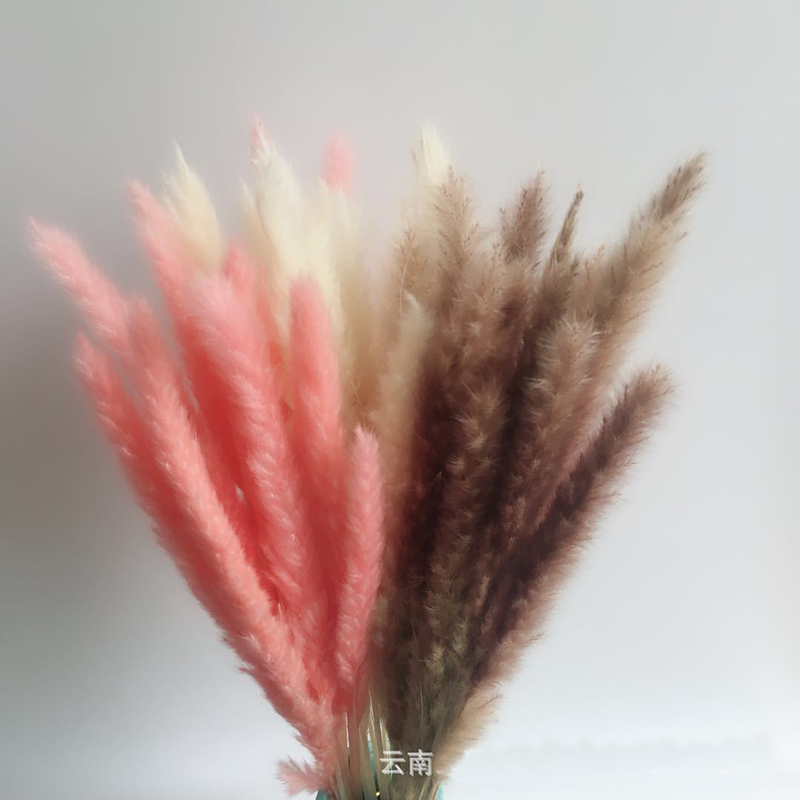 15PCs Bulrush Natural Dried Small Pampas Grass Phragmites Communis Wedding Artificial Dried Flower Bunch Home Decor
15PCs Bulrush Natural Dried Small Pampas Grass Phragmites Communis Wedding Artificial Dried Flower Bunch Home Decor