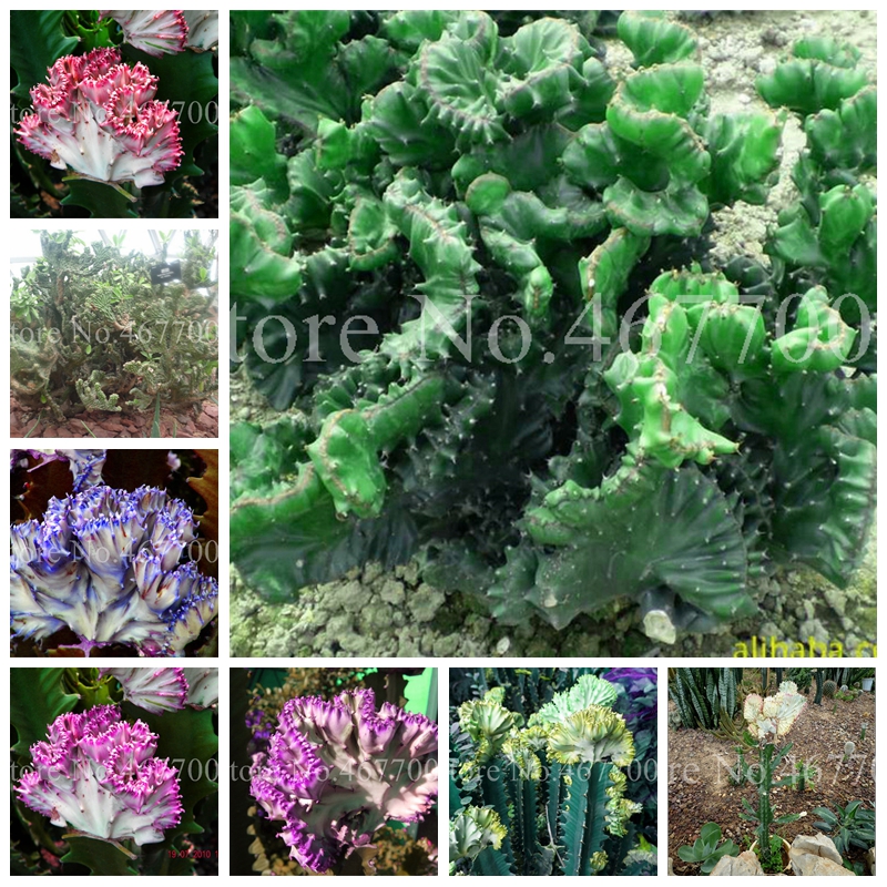 Euphorbia Lactea bonsai Seeds 100 pcs/ bag Perennial Succulent Shape Peculiar & Beautiful With High Ornamental Value Easy to Grow
Euphorbia Lactea bonsai Seeds 100 pcs/ bag Perennial Succulent Shape Peculiar & Beautiful With High Ornamental Value Easy to Grow