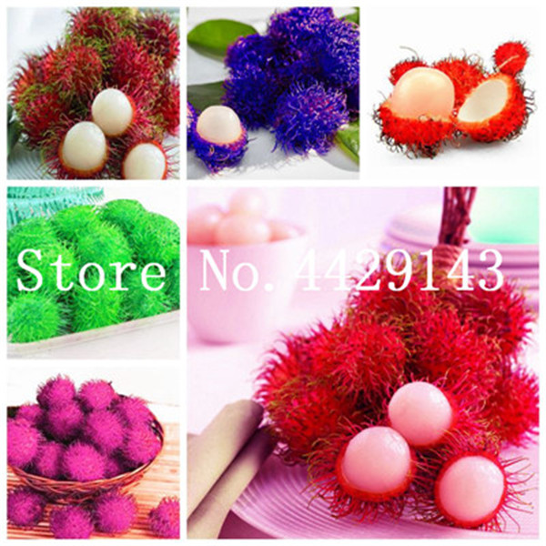 50 Pcs/bag Mixed Color Delicious Rambutan Bonsai plant seeds, Malaysia Miracle Fruit Tree, Giant Plant Tree plant for Home Garden Planting
50 Pcs/bag Mixed Color Delicious Rambutan Bonsai plant seeds, Malaysia Miracle Fruit Tree, Giant Plant Tree plant for Home Garden Planting