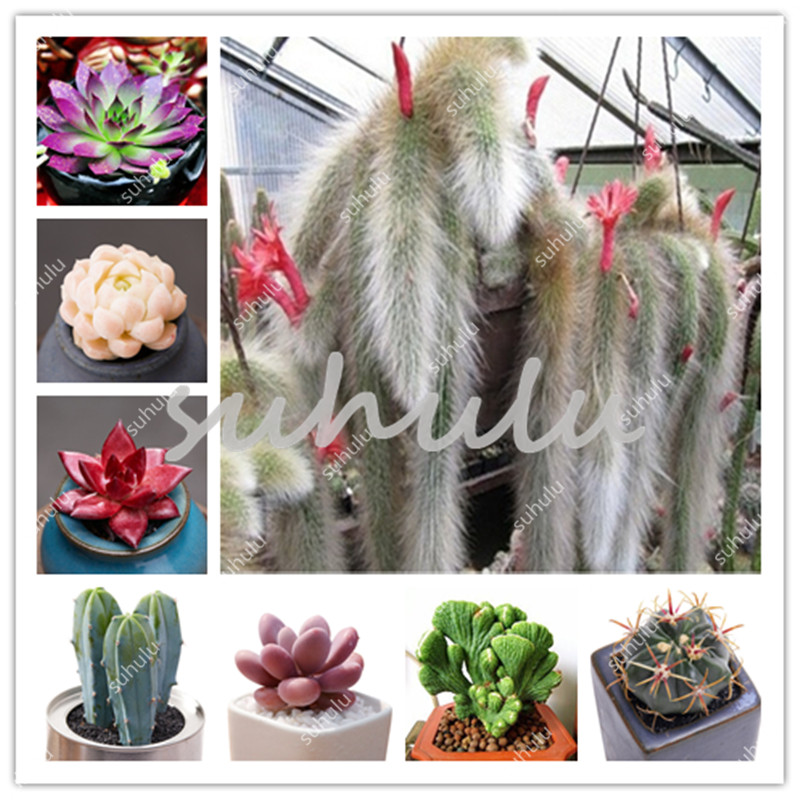 2000 Pcs Stapelia Pulchella bonsai Lithops Mix Succulents Seeds Raw Stone Cactus plant Rare For Home Garden Flower Bonsai Plants
2000 Pcs Stapelia Pulchella bonsai Lithops Mix Succulents Seeds Raw Stone Cactus plant Rare For Home Garden Flower Bonsai Plants