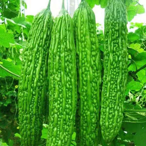 Hot Sale! Vegetable Seeds all kinds Flowers potted bonsai Cucumber tomato loofah pumpkin cabbage spinach corn Garden decoration plants
Hot Sale! Vegetable Seeds all kinds Flowers potted bonsai Cucumber tomato loofah pumpkin cabbage spinach corn Garden decoration plants