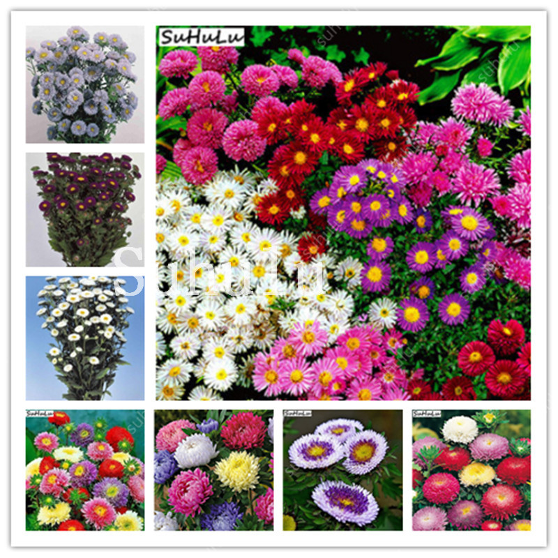 Hot Sale! 500 PCS Chinese Aster Bonsai plants seeds (Callistephus) Give You a Garden Full Of Bright Summer Big Flowers Rainbow Chrysanthemum
Hot Sale! 500 PCS Chinese Aster Bonsai plants seeds (Callistephus) Give You a Garden Full Of Bright Summer Big Flowers Rainbow Chrysanthemum
