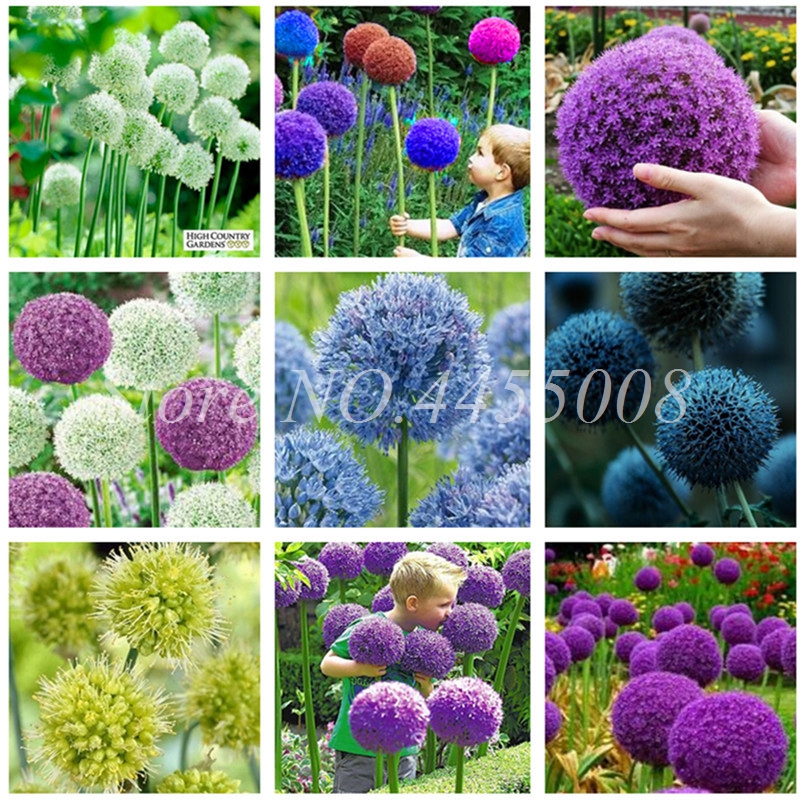 Hot Sale! 300 pcs Seeds Giant Allium Giganteum Bonsai Flower Plant Outdoor Purple Allium Organic Gorgeous Flower for Garden Decoration
Hot Sale! 300 pcs Seeds Giant Allium Giganteum Bonsai Flower Plant Outdoor Purple Allium Organic Gorgeous Flower for Garden Decoration