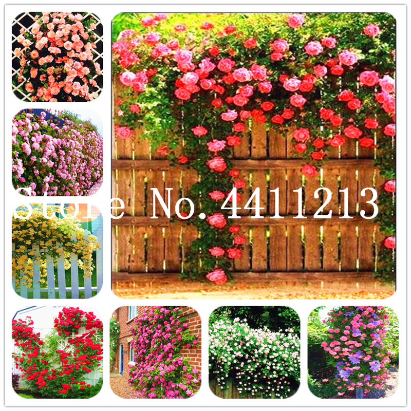 Cheap 200 Pcs Rose Bonsai plant seeds,Thailand Climbing Rose Tree Rare Flower Multi-color Selection Bonsai Potted Plant for Home Garden
Cheap 200 Pcs Rose Bonsai plant seeds,Thailand Climbing Rose Tree Rare Flower Multi-color Selection Bonsai Potted Plant for Home Garden