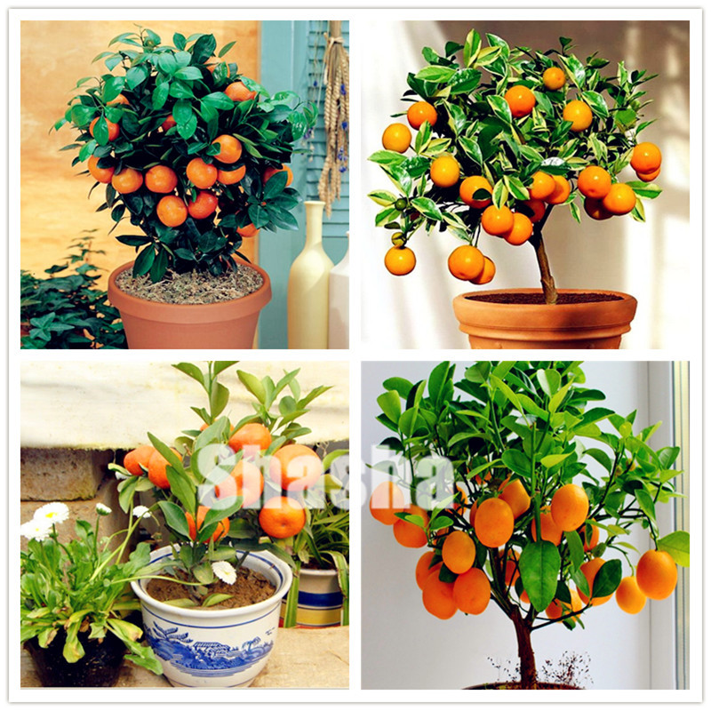 1bag=50 Pcs Hot Kumquat Bonsai seeds Orange Balcony Patio Potted Delicious Fruit Tree Tasty Juicy Orange For Home Garden Planting
1bag=50 Pcs Hot Kumquat Bonsai seeds Orange Balcony Patio Potted Delicious Fruit Tree Tasty Juicy Orange For Home Garden Planting