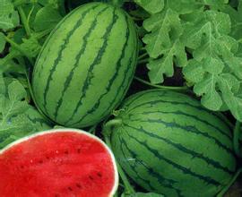 hot ! shipping 50 pcs giant watermelon bonsai seeds, rare heirloom organic vegetable fruit plant, natural growth home garden planting
hot ! shipping 50 pcs giant watermelon bonsai seeds, rare heirloom organic vegetable fruit plant, natural growth home garden planting