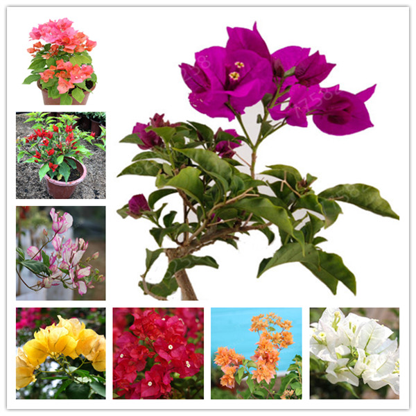 Bonsai 100 Pcs Climbing Bougainvillea Bonsai Bougainvillea Spectabilis Willd Climbing Flower For Home Garden Easy to Grow
Bonsai 100 Pcs Climbing Bougainvillea Bonsai Bougainvillea Spectabilis Willd Climbing Flower For Home Garden Easy to Grow