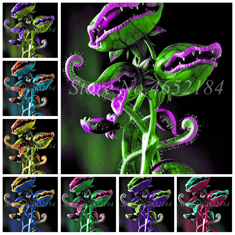 150 pcs Potted Insectivorous Plant Seeds Bonsai Dionaea Muscipula Giant Clip Venus Flytrap Planta For Home Garden Free Shipping
150 pcs Potted Insectivorous Plant Seeds Bonsai Dionaea Muscipula Giant Clip Venus Flytrap Planta For Home Garden Free Shipping
