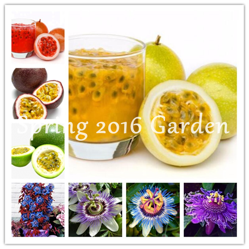 200 Pcs Passion Nutritious Fruit Bonsai seeds (Passiflora Incarnata),Diy Potted Plant, Organic Tropical Flower Diy For Home Garden
200 Pcs Passion Nutritious Fruit Bonsai seeds (Passiflora Incarnata),Diy Potted Plant, Organic Tropical Flower Diy For Home Garden