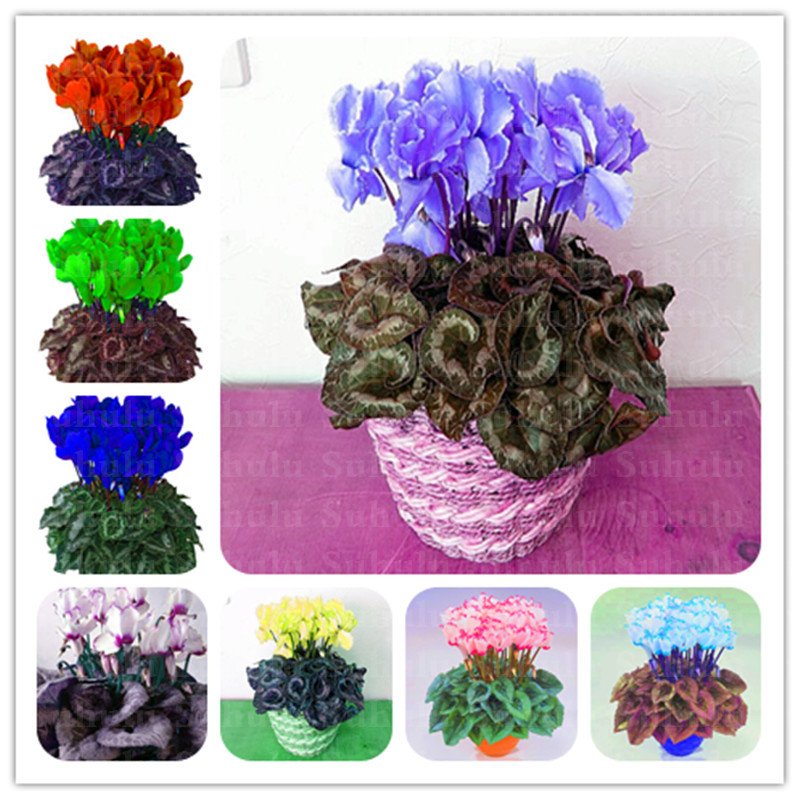 200 Pcs Seeds Japanese Colorful Bonsai Cyclamen Persicum Exotic Indoor Potted Garden Plant Rabbit Ears Blooming Flower,Easy To Plant
200 Pcs Seeds Japanese Colorful Bonsai Cyclamen Persicum Exotic Indoor Potted Garden Plant Rabbit Ears Blooming Flower,Easy To Plant
