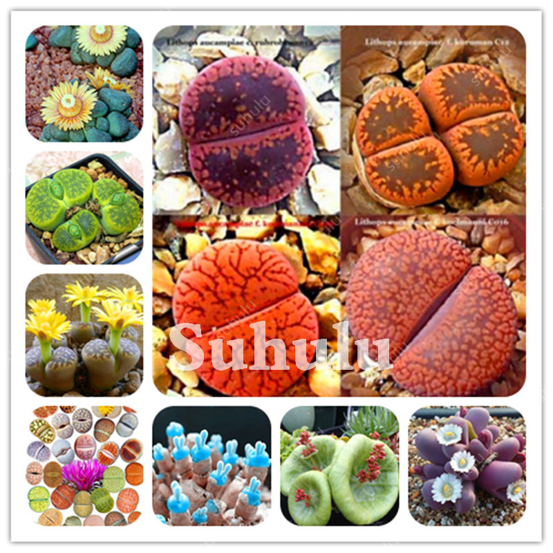 

Rare Mix Lithops Bonsai seeds Beauty Living Stones Succulent Cactus Organic Garden Bulk Bonsai Plant For Indoor Succulent 500 Pcs per bag