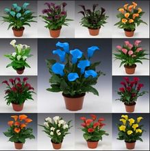 100 Pcs/bag Rainbow Calla Lily Seeds Flower Plant Seeds Bonsai Indoor Plants Flowers Seed Home Garden Semillas Diy Gift For Wife
100 Pcs/bag Rainbow Calla Lily Seeds Flower Plant Seeds Bonsai Indoor Plants Flowers Seed Home Garden Semillas Diy Gift For Wife