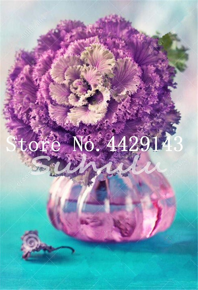 200pcs Seeds Flower&vegetable Aquilegia plants bonsai Flowering Ornamental Cabbage plants Plant Flowering Kale In Bonsai Or Pot
200pcs Seeds Flower&vegetable Aquilegia plants bonsai Flowering Ornamental Cabbage plants Plant Flowering Kale In Bonsai Or Pot