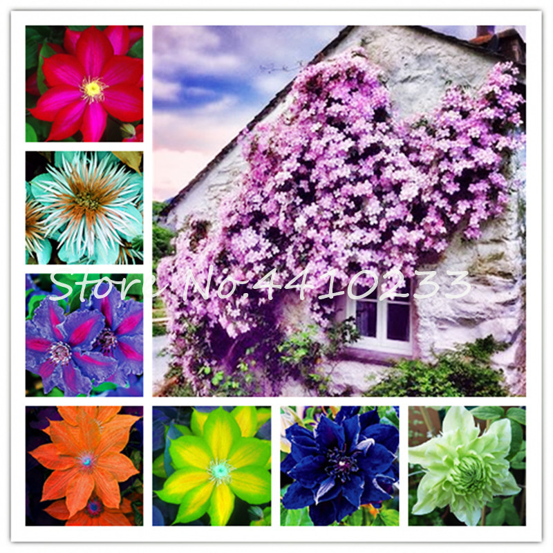 Bonsai 100 Pcs Mixed Clematis seeds Flower Clematis Vines Bonsai Flower Plant Indoor / Outdoor Pot Plant Home Garden Decoration
Bonsai 100 Pcs Mixed Clematis seeds Flower Clematis Vines Bonsai Flower Plant Indoor / Outdoor Pot Plant Home Garden Decoration