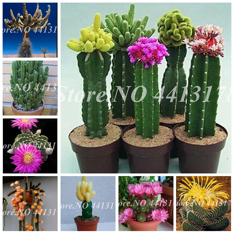 200 Pcs/ bag Seeds Mini Cactus Bonsai Potted Indoor Flowering Cactus Plant Perennial Garden Ornamental Succulent Planta for Flower Pot
200 Pcs/ bag Seeds Mini Cactus Bonsai Potted Indoor Flowering Cactus Plant Perennial Garden Ornamental Succulent Planta for Flower Pot