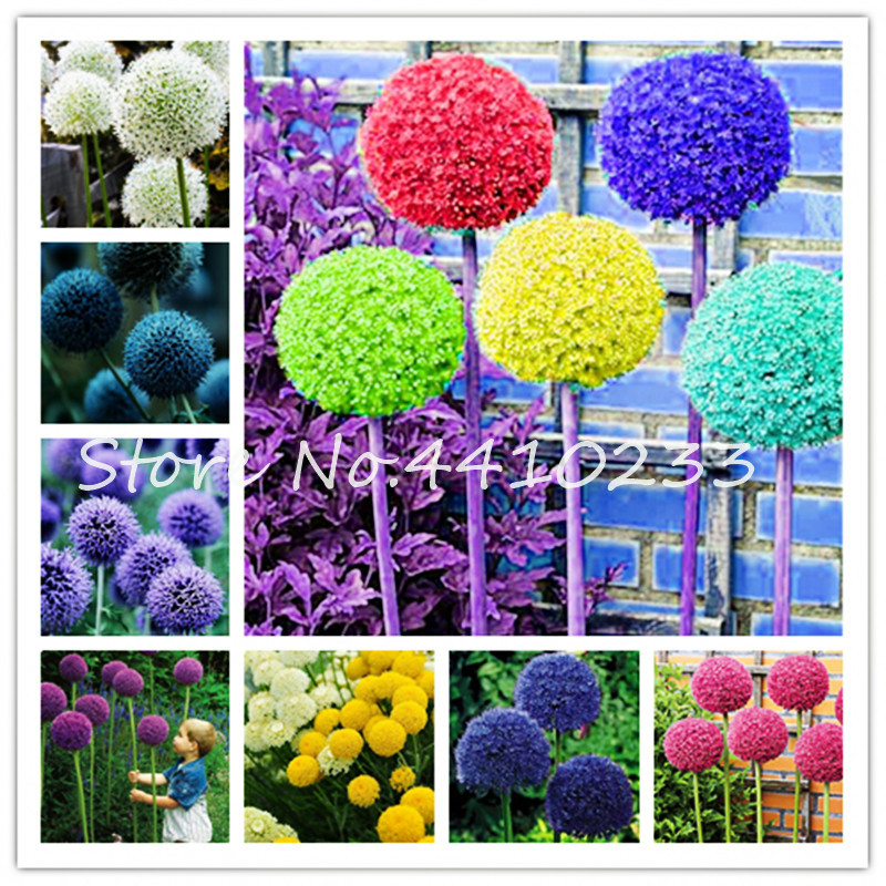 Sale 100 Pcs Giant Allium Mix Coloful Perennial Bright Ornamental Flower Bonsai For Garden Decor Semillas De Flores Gift For Kid
Sale 100 Pcs Giant Allium Mix Coloful Perennial Bright Ornamental Flower Bonsai For Garden Decor Semillas De Flores Gift For Kid