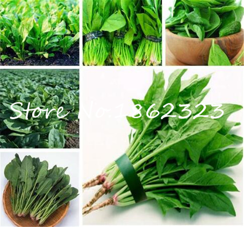 100 pcs Water Spinach Vegetable Bonsai Kangkong Chinese Spinach or Watercress Time limit promotion Spinach bonsai Organic
100 pcs Water Spinach Vegetable Bonsai Kangkong Chinese Spinach or Watercress Time limit promotion Spinach bonsai Organic