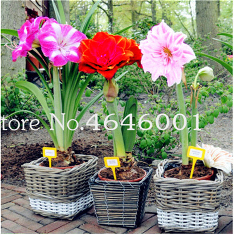 Big promotion! 200 pcs Seeds Amaryllis Bonsai Flower, Barbados Lily Flower pot plant, Hippeastrum Bonsai for home&Garden Easy to Grow
Big promotion! 200 pcs Seeds Amaryllis Bonsai Flower, Barbados Lily Flower pot plant, Hippeastrum Bonsai for home&Garden Easy to Grow